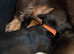 Miniature Wire Haired Miniature Dachshund