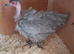 Necked neck bantam chickens