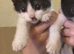 Beautiful black and white kittens
