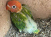 Lovebirds for handfeed