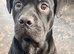 A loving cane corso cross sharpei