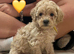 4 Outstanding Miniature Poodles Available