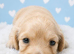 Cream long haired puppy
