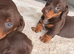 Miniature dachshund puppies