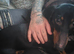 Biscuit 10 month old mini dachshund
