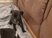 Staffordshier bull terrier pups