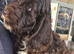 Female cockapoo puppy