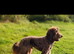 Extensively Health tested Gorgrous Toy cockapoo babies
