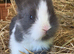 Baby Blue and white Lionhead buck