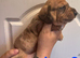 Dachshund puppys