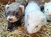 Ferrets reasy now all types colors beautiful