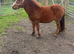 Shetland x mare