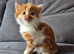 Ginger fluffy boy
