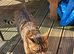 Bengal boy