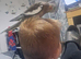 Cockatiel (hand tame)