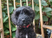 King Schnoodle