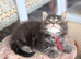 Chunky Loveable Maine Coon
