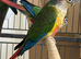 Yallow sided conures