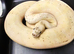 Freeway lemonblast, male for sale