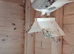 Breeder pair of racing pigeons for sale
