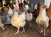 Pol hybrids available
