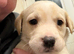 STUNNING PUPPIES LOOKING FOR FOREVER HOMES