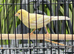 Male Canary