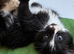 RAGDOLL CROSS KITTENS TO RESERVE