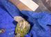 BEAUTIFUL HAND-REARED PINEAPPLE GREEN-CHEEK CONURES &ndash; READY SOON