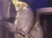 Baby cocktail