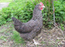 POL Pullets Different Colours