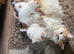 Last female kitten