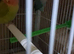 Love birds