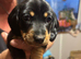 A Litter of Six. 3 boys and 3 Girls