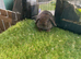 Chocolate mini lop baby rabbits boys