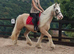 14.2hh 6 year old