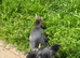 3 year old female dog