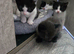 4 adorable kittens looking for a home