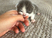 Kittens ready to leave 22nd September