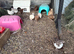 Caledon and coturnix Quail Fertile Eggs