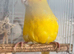 Kakarikie