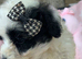 F1 Toy Poochon puppies