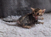 Brown Spotted Bengal Female
