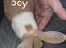 Dutch bunnys