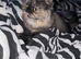 Beautiful full Persian tortie female