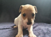 True to type jackrussell pups