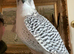 High white gyr saker female