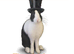 Rescue Netherland Dwarf Boy Ori - Vaccinated - Looking for a Good home :)