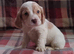 Cocker spaniel