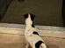 Traditional Jack Russell